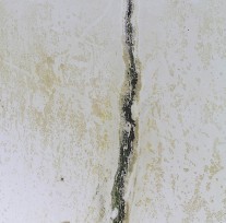 Algae stains on Marblesheen
